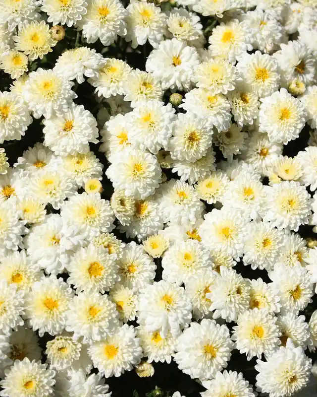 Chrysantheme