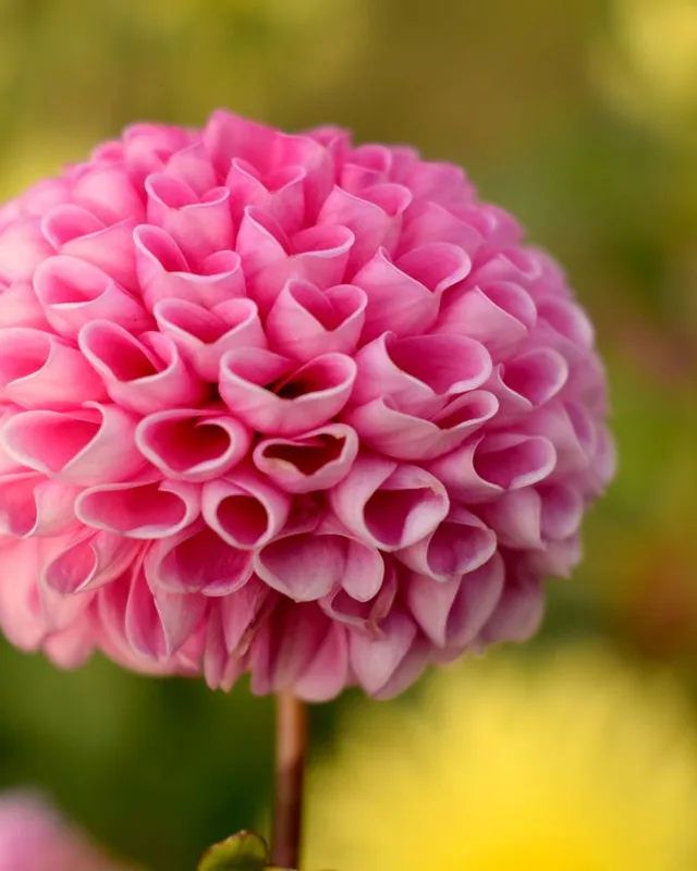 Dahlie