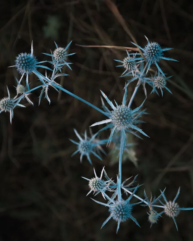 Distel / Eryngium