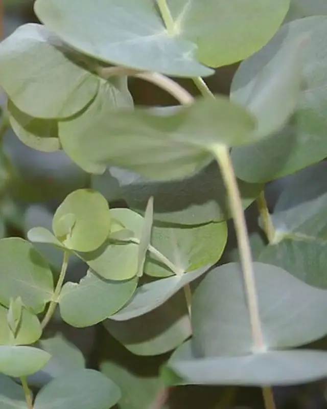 Eukalyptus