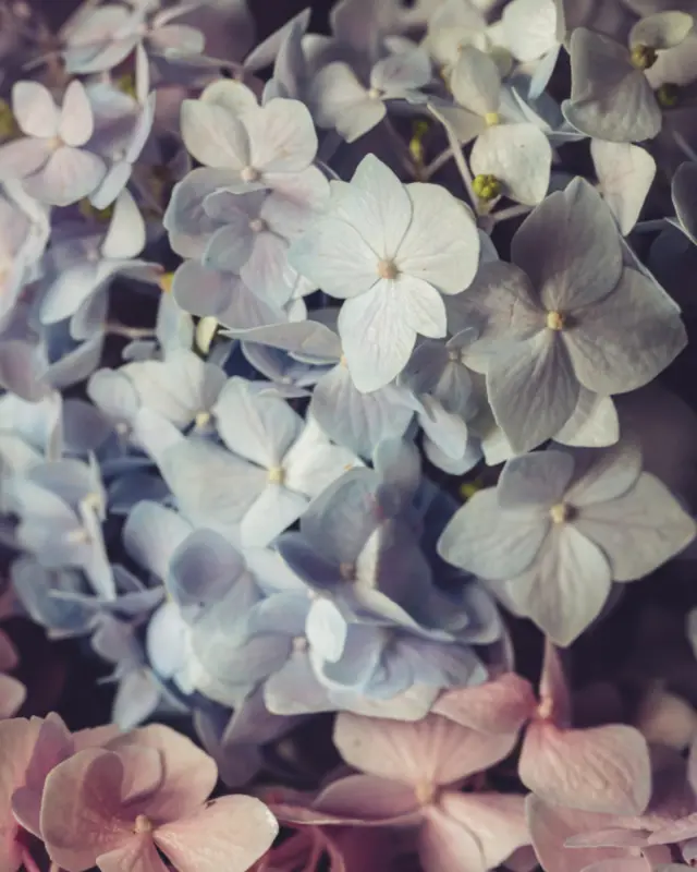 Hortensie