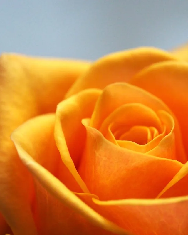 Orange-gelbe Rose