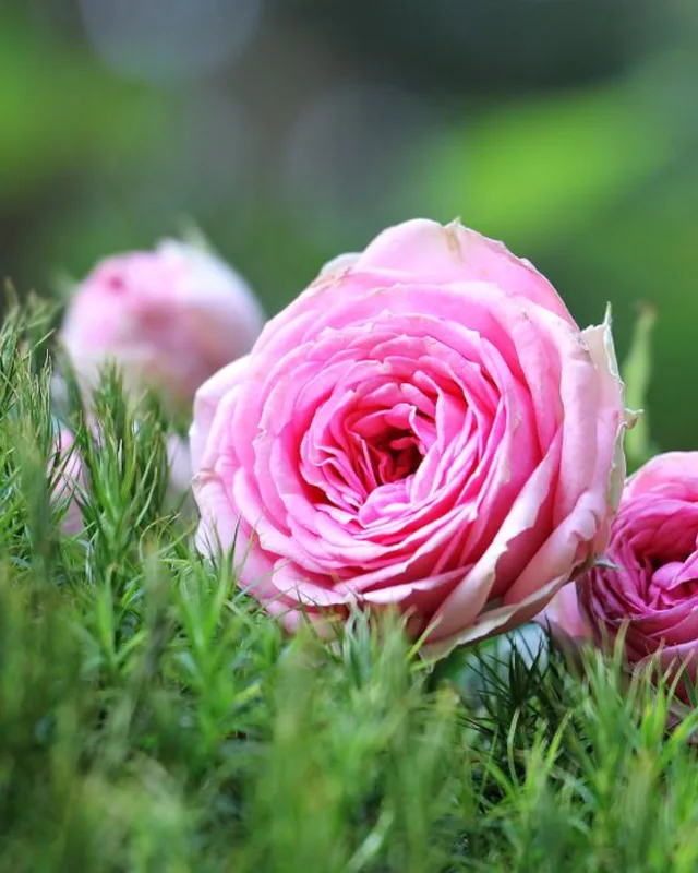 Rosa / zartrosa Rose