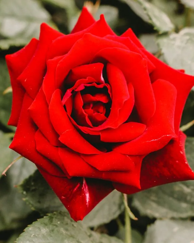 Große rote / pinke Rose