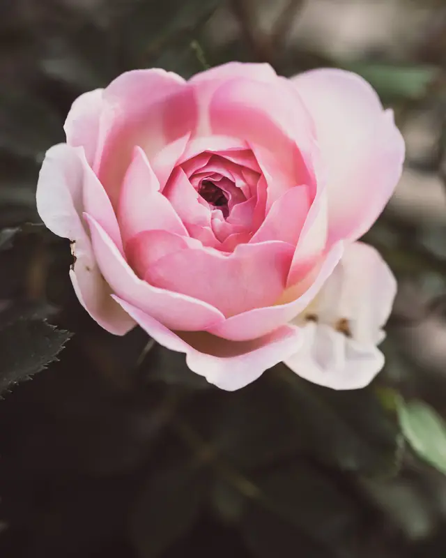 Hellrosa Rose