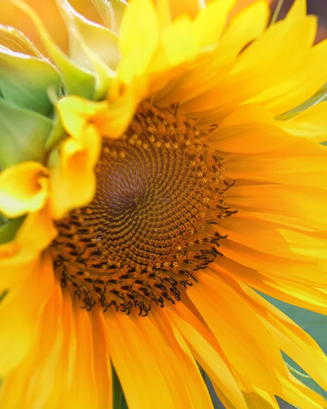 Sonnenblume
