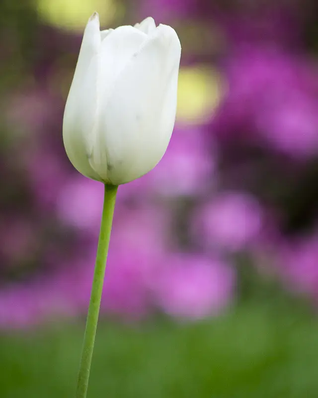 Tulpe