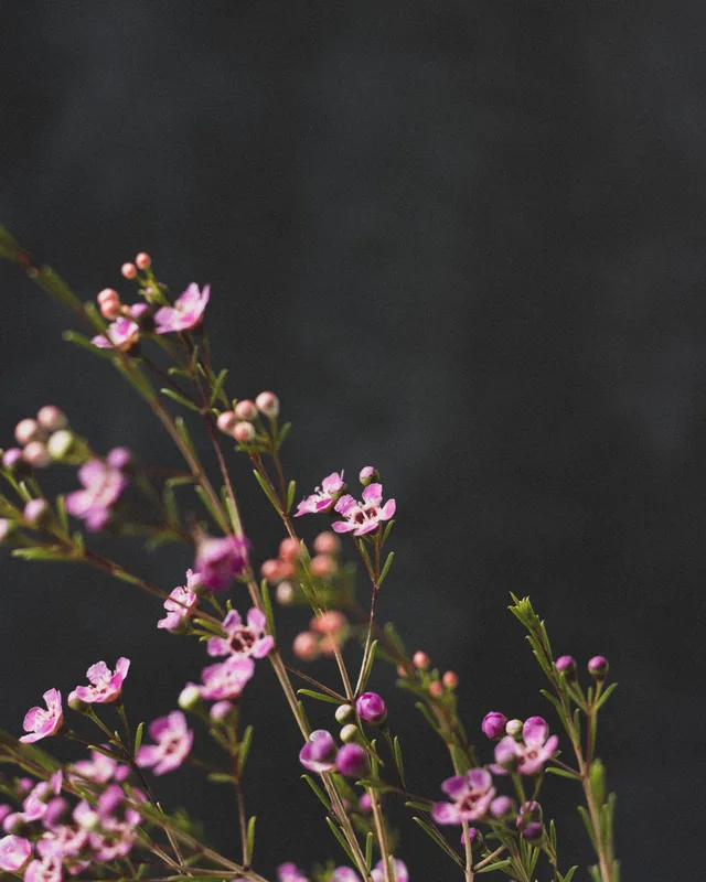 Waxflower